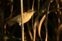 Rakosnik obecny - Acrocephalus scirpaceus - Eurasian Reed-Warbler 0291